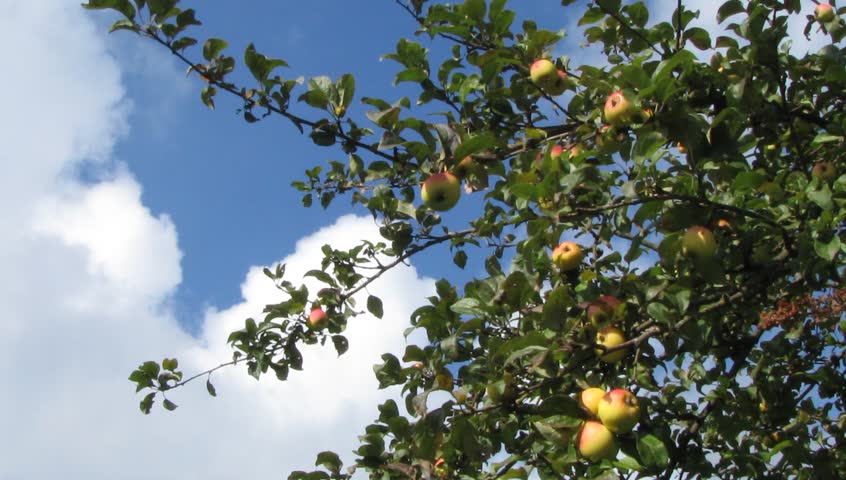 Branch of an apple tree 