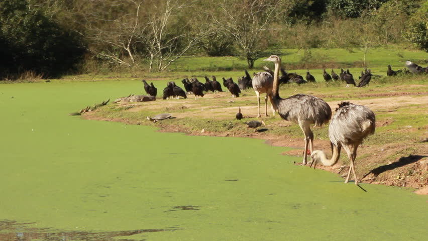 Various animals and birds at a watering hole.
