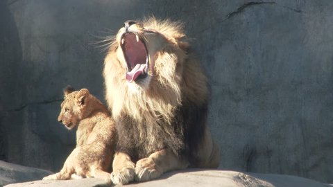 Adult male lion shows dominance and love to his two cute and energetic cubs.