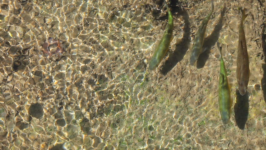 Fish in clean flowing water