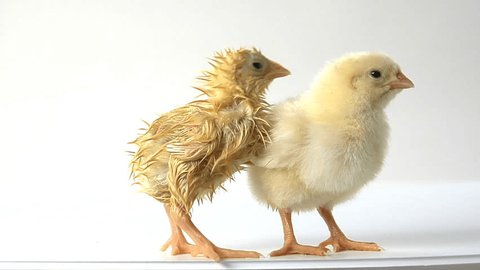 Hen Her Chick Front White Background Stock Photo 2975486 | Shutterstock