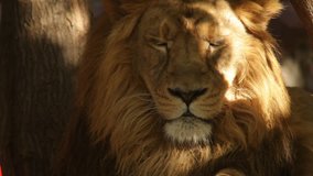 Eye contact with drowsy lion close up, nodding on tree shadow background. King of beasts, biggest cat of the world, horoscope and zodiac symbol. Amazing beauty of wildlife in excellent HD clip.
