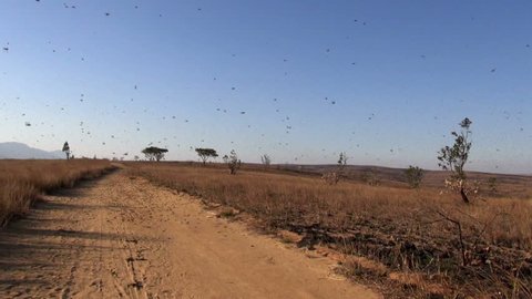 plague of locusts
Nosy Varika, Madagascar July 2014
