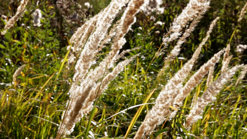 stems of dry grass