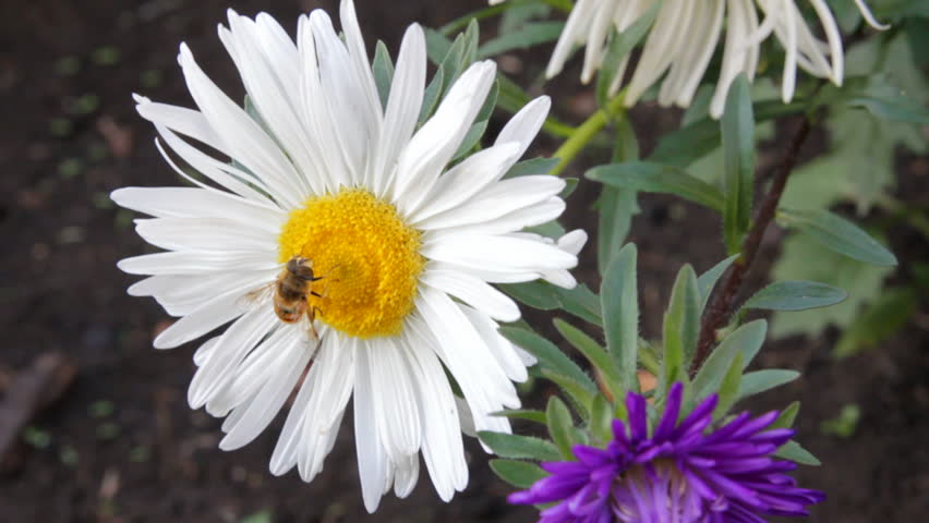 bee on aster flower
