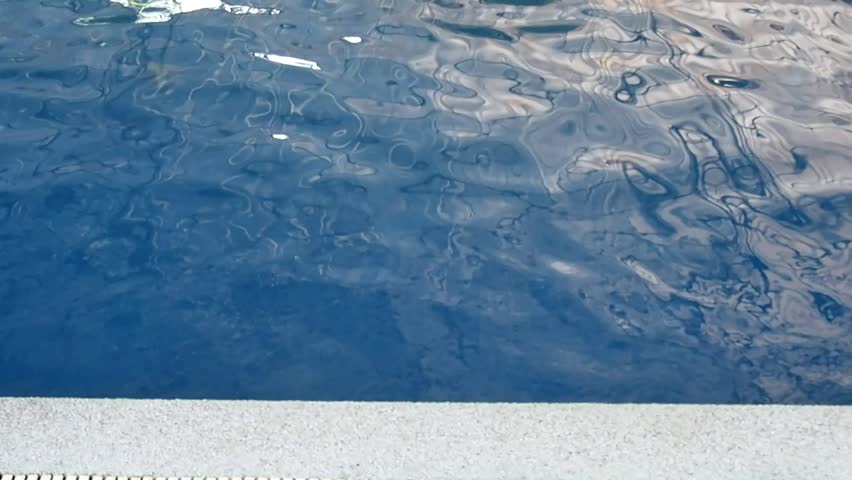 Beagle and golden retriever swimming in the pool