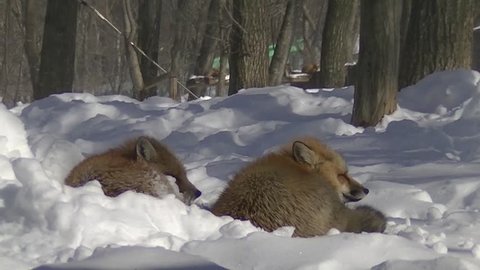 Japanese foxes in winter forest