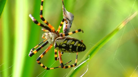 A Black and Yellow Garden Spider (Argiope aurantia) wrapping up an insect caught in its web.
