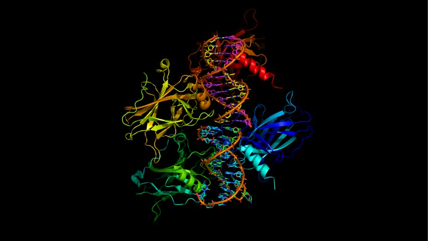 A ribbon model of molecules of protein p53 binding to a strand of DNA. The majority of human cancers involve mutations which make this protein inactive. | Shutterstock HD Video #880312