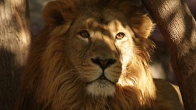Attention in eyes of lion close up on tree shadow background with sunshine spots. King of beasts, biggest cat of world, horoscope and zodiac symbol. Amazing beauty of wildlife in excellent HD clip.