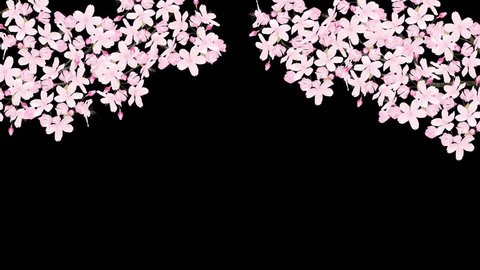 Cherry blossom. Stock Video