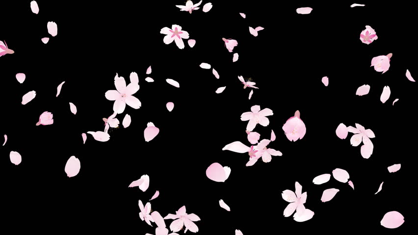 cherry blossom Stock Footage Video (100% Royalty-free) 880765