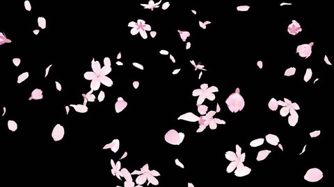 Cherry blossom. Stock Video