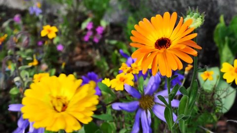 Beautiful flowers in springtime. Beautiful scenery at spring in sweden. Beautiful nature in spring time. Summer flowers
