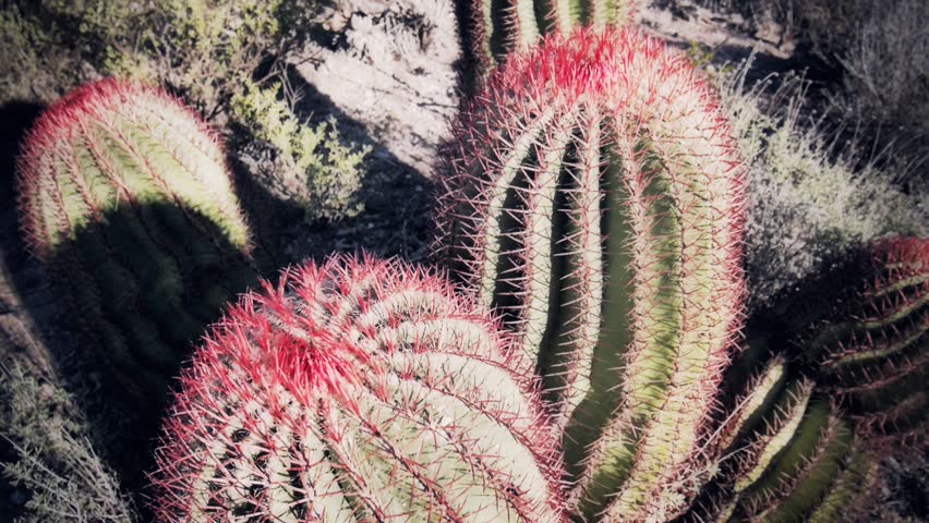 Red spines of the barrel cactus on the Mexican desert.