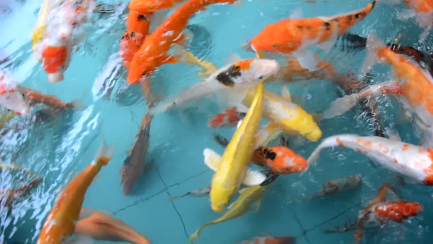 Many Fish Swim in the Stock Footage Video (100 Royalty