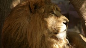 Shaggy head with sunlit muzzle in profile of lion close up on tree shadow background. King of beasts biggest cat of world, horoscope and zodiac symbol. Amazing beauty of wildlife in excellent HD clip.