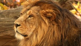 Picturesque head in profile of adorable golden lion close up, lying on fallen tree background with autumn colors. Horoscope and zodiac symbol. Amazing beauty of wildlife in excellent HD clip.