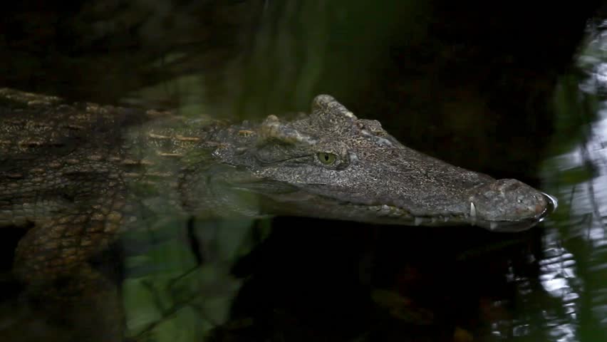 close up of crocodile head. HD. 1920x1080