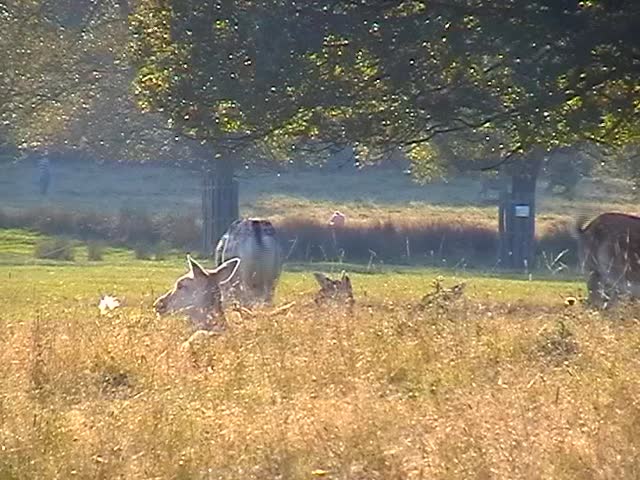 Deer in Royal Richmond Park, London