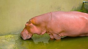 Video 1080p - Juvenile hippopotamus. living in a zoo. being hand-fed by his keepers. His huge jowls are open. waiting for food.