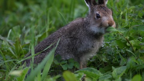 The hare eats a grass