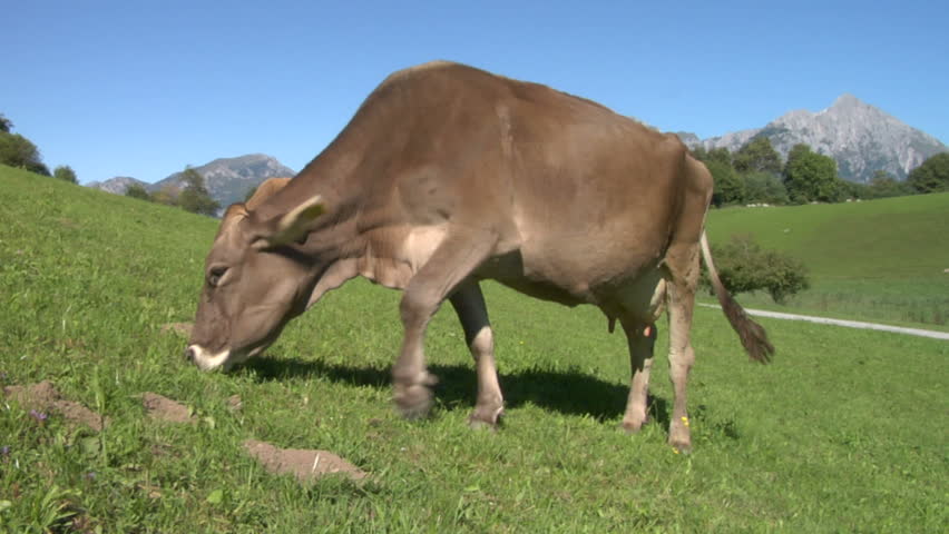 Cow in Swiss Alps