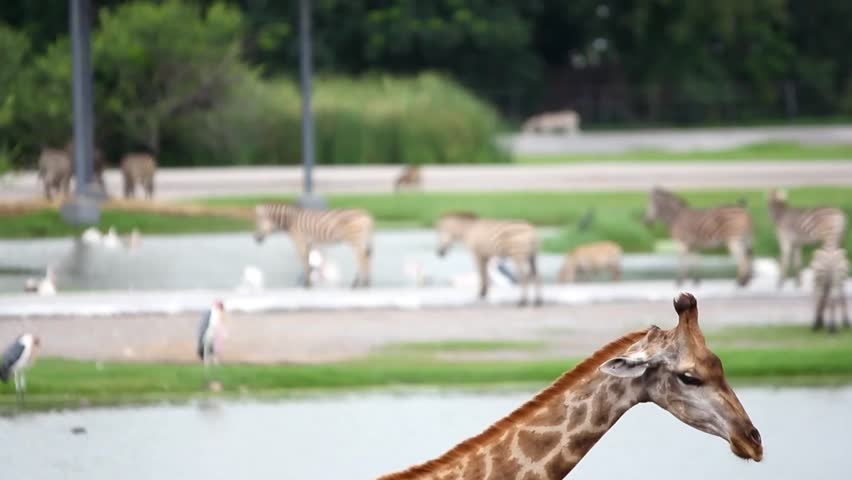 pelicans, zebras on safari park with a change of focus in the giraffe. HD. 1920x1080