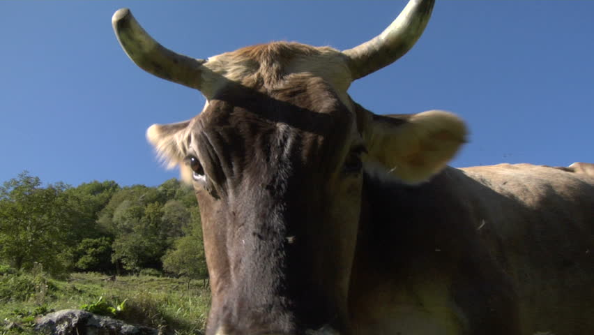 The curious snout of a cow