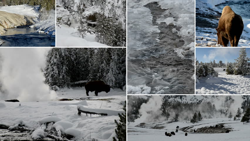 Multiscreen sequence. Wildlife in winter in Yellowstone National Park: bison, frozen rivers and hot springs.