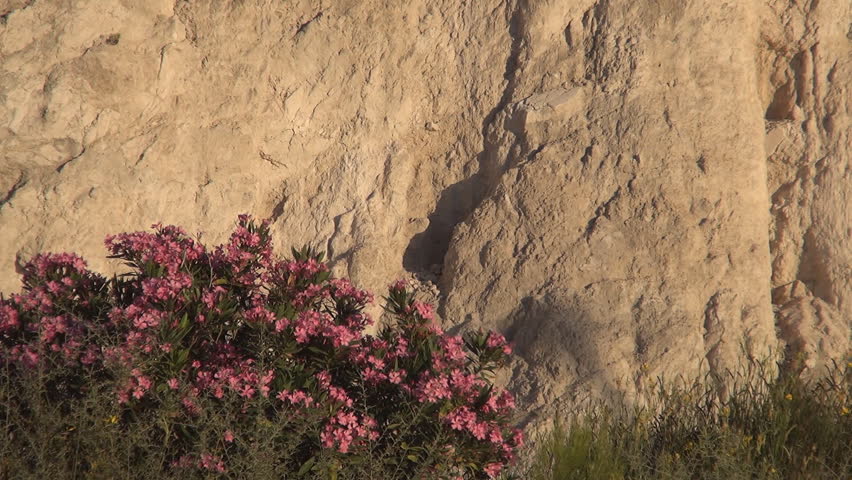 Mountain landscape with wild vegetation and red flowers. Beautiful view in sunset light.