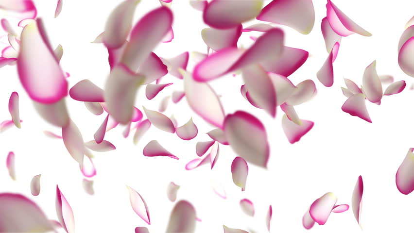 Flying Rose Petals. Looped Animation. Stock Footage Video (100% Royalty