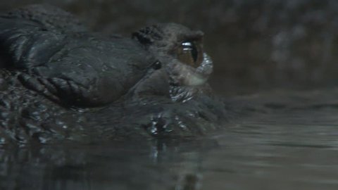 Close up of crocodile eye emerging into dark water.