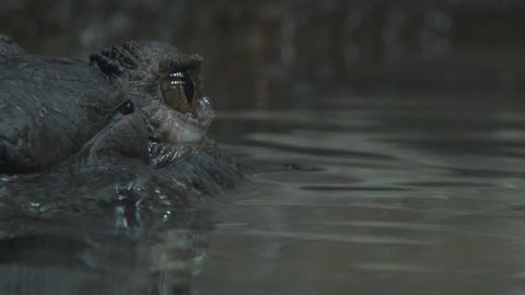 Camera tilt up close up of crocodile eye emerged from dark water.