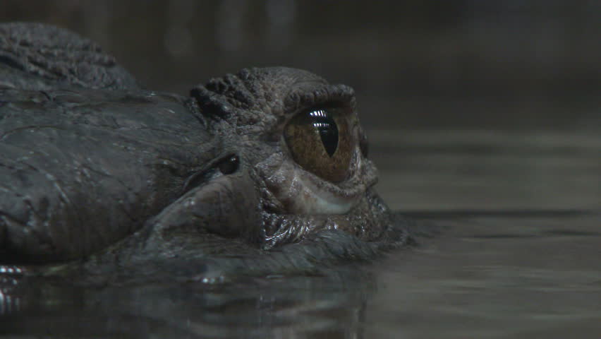 Close Up Of Crocodile Eye Stock Footage Video 100 Royalty Free 8832562 Shutterstock