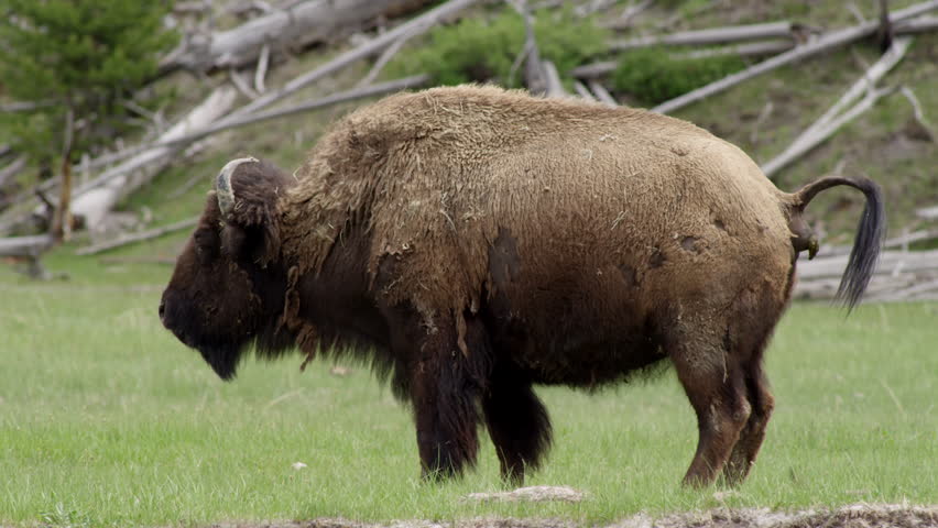 shitting american bison yellowstone national park Stock Footage Video ...