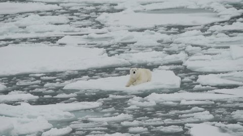 Polar bear lying on ice floe of the polar pack. Upper view. Spitzberg.
