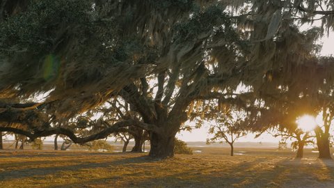 Beautiful 4k Stock video of a live oak tree in South Carolina, the deep south, sun shining through the branches, camera dolly around tree.