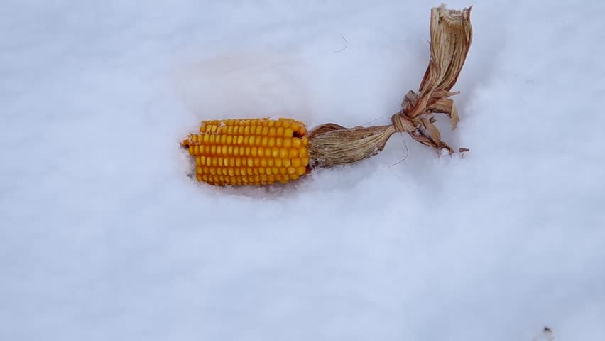 Prepared baits for wild boar in a snow near the forest in winter.
