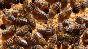 Bees are paying attention to developing larvae