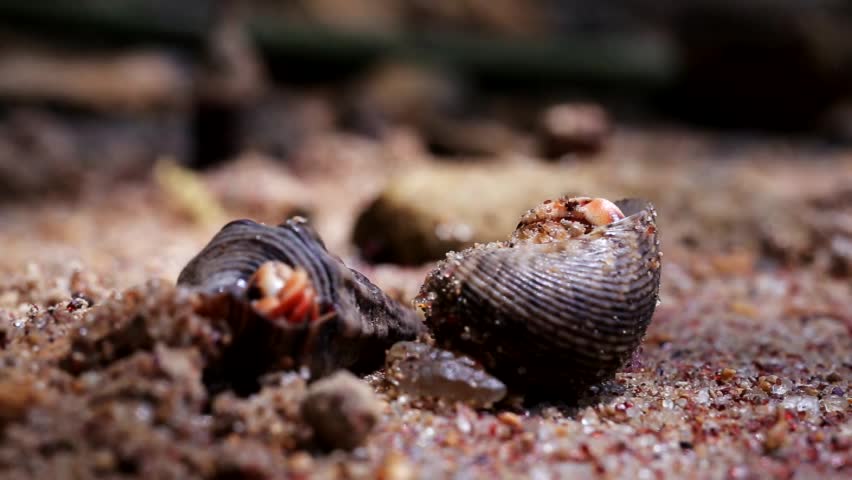 hermit crabs crawling on the sand on the ocean shore