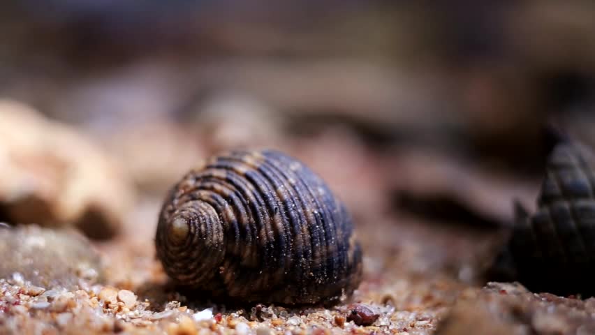 hermit crabs crawling on the sand on the ocean shore