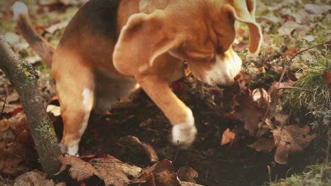 Beagle Digger Dog diligently wants to dig up something