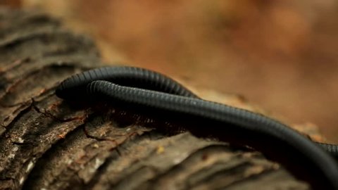 two giant millipedes crawling on driftwood in the jungles of Africa