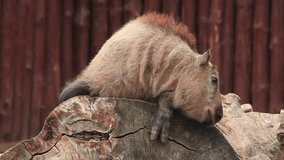 Adorable takin goatling, Budorcas taxicolor, on huge wood block on red log background. Picturesque golden goat antelope is endangered species of wild world. Inimitable beauty of wildlife in HD clip.