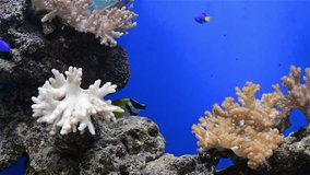 tripical fishes and coral in aquarium