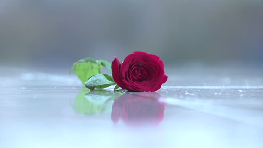 Red Rose Falling On Ground Stock Footage Video 100 Royalty Free 8854534 Shutterstock