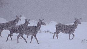 4k White-Tailed Deer In The Snow, uhd stock video