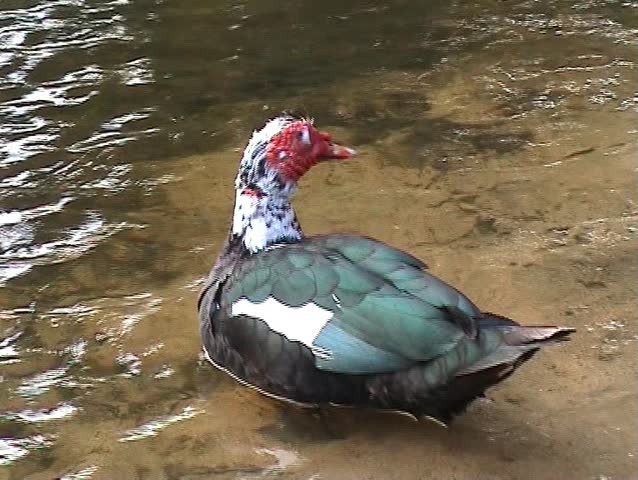 Duck swimming in lake