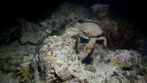Large crab walking over coral reef at night, underwater at Bunaken Island